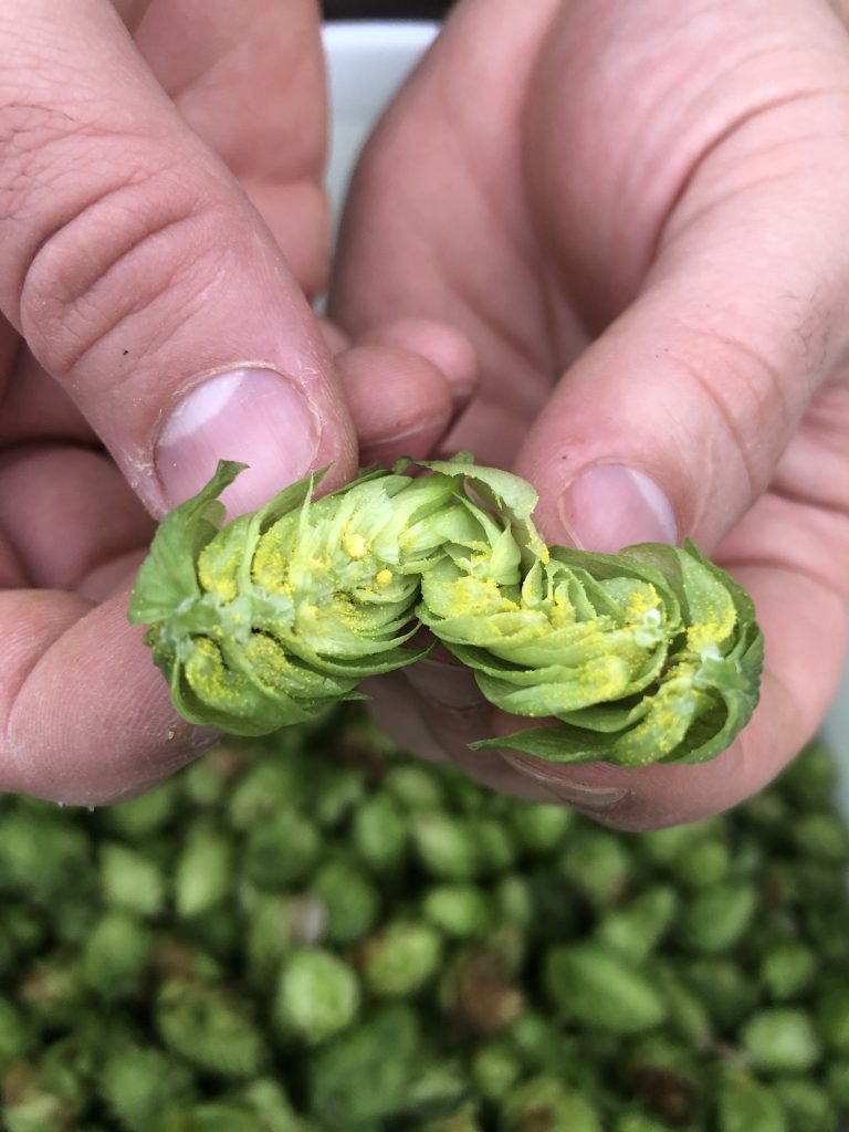 A hop cone broken open to show the bittering compounds that increase IBU in beer.