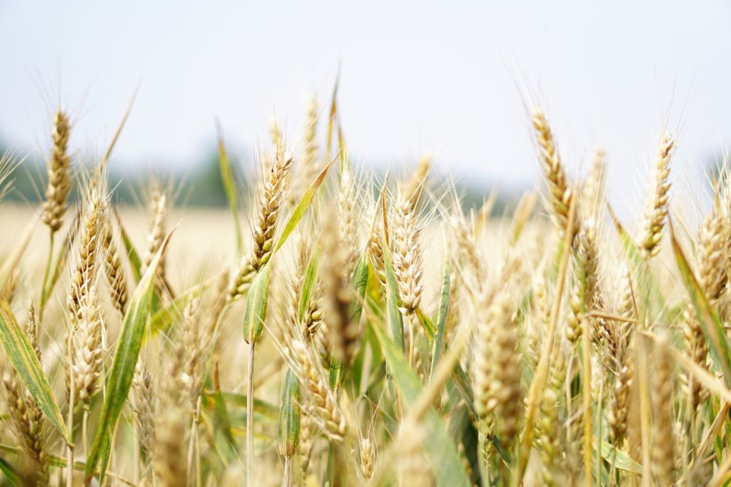 Image depicting grain in a field. 